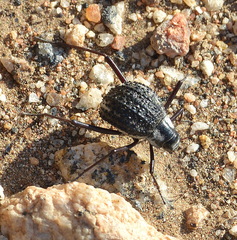 Stenocara gracilipes