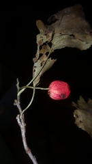 Crataegus macrosperma