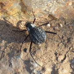 Stenocara gracilipes