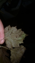 Crataegus macrosperma