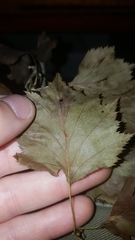 Crataegus macrosperma