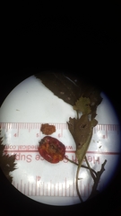 Crataegus macrosperma