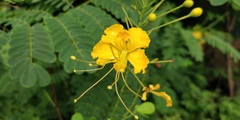 Caesalpinia pulcherrima flava