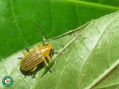 Metaxyonycha granulata