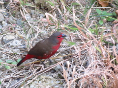 Lagonosticta rubricata