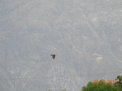 Buteo jamaicensis