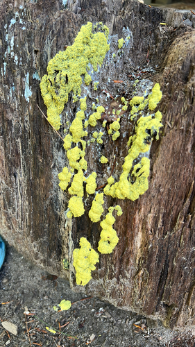Dog Vomit Slime Mold