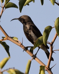 Cinnyris fuscus fuscus