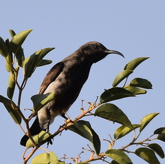 Cinnyris fuscus fuscus