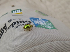 Coptocycla virguncula