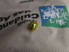 Coptocycla virguncula