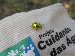 Coptocycla virguncula