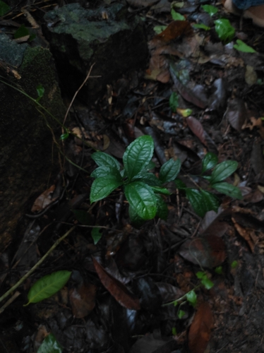 Myxopyrum smilacifolium observed 2025-06-22