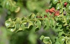 Erythrophysa alata