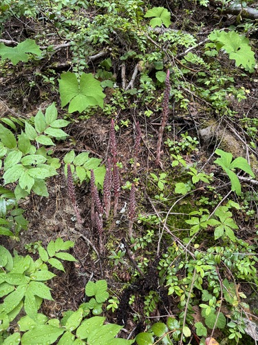 Little Kachess Trail