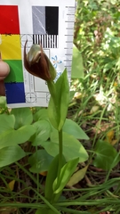 Pterostylis cucullata