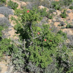 Erythrophysa alata