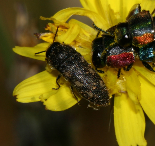 Acmaeodera bipunctata