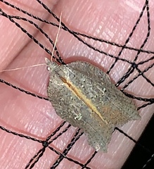 Acleris effractana