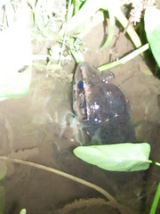 Limnonectes macrodon