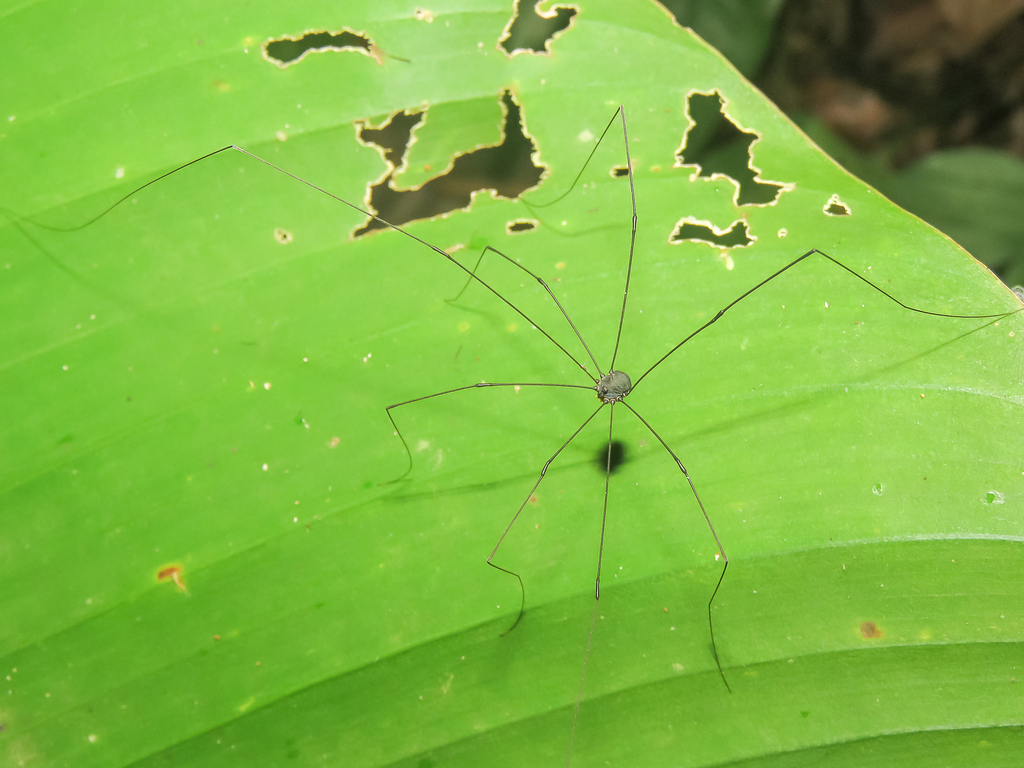 daddy longlegs