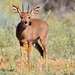 Steenbok - Photo (c) copper, some rights reserved (CC BY-NC), uploaded by copper