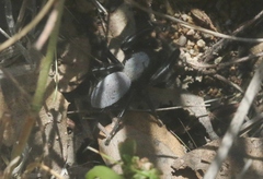 Phidippus octopunctatus