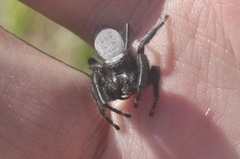 Phidippus octopunctatus