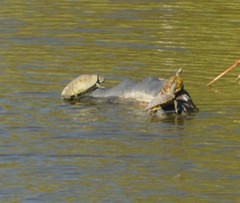 Trachemys scripta elegans