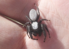 Phidippus octopunctatus