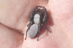 Phidippus octopunctatus