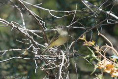 Vireo bellii