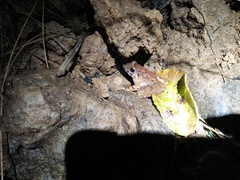 Limnonectes microdiscus