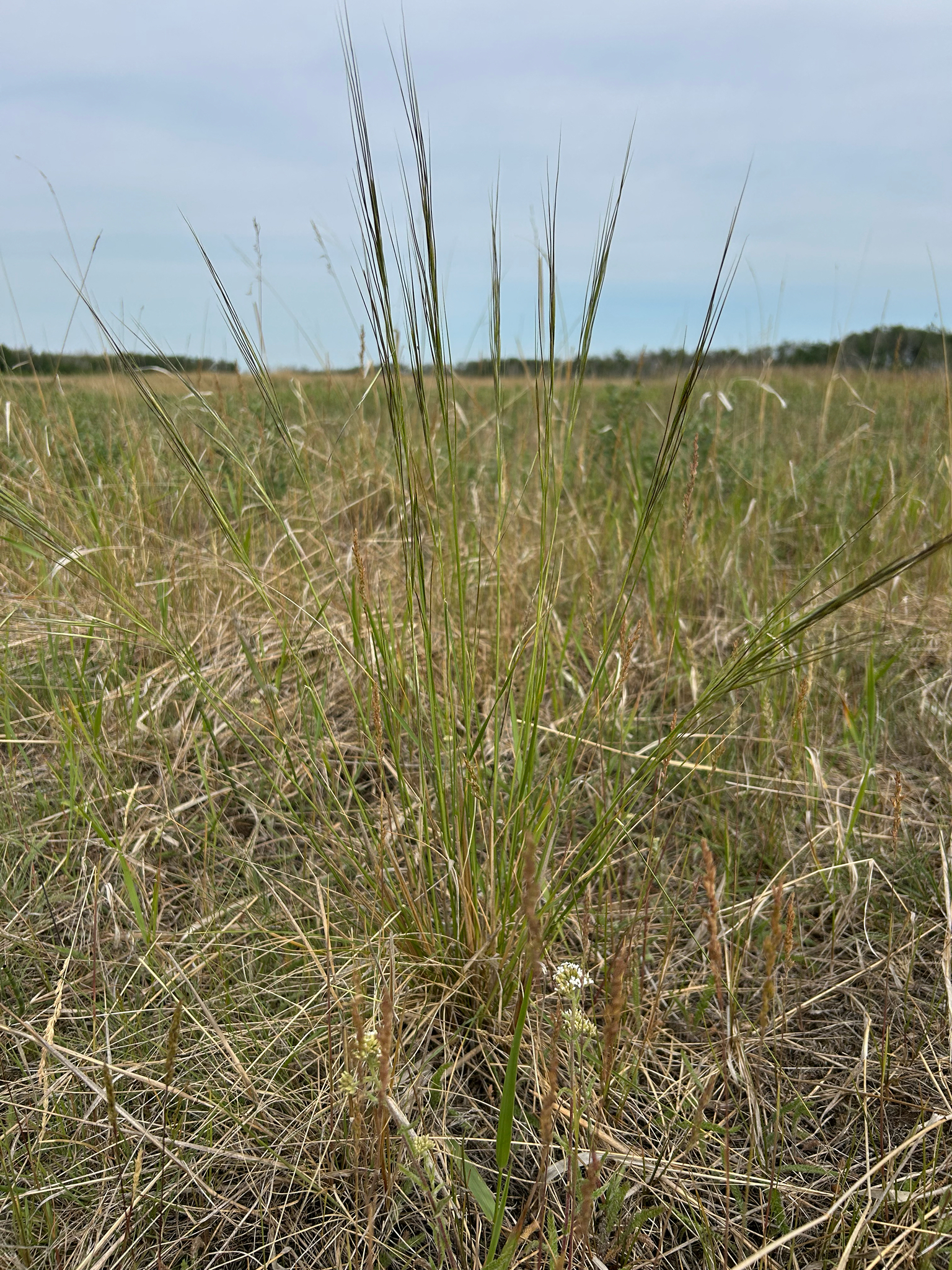 Hesperostipa curtiseta