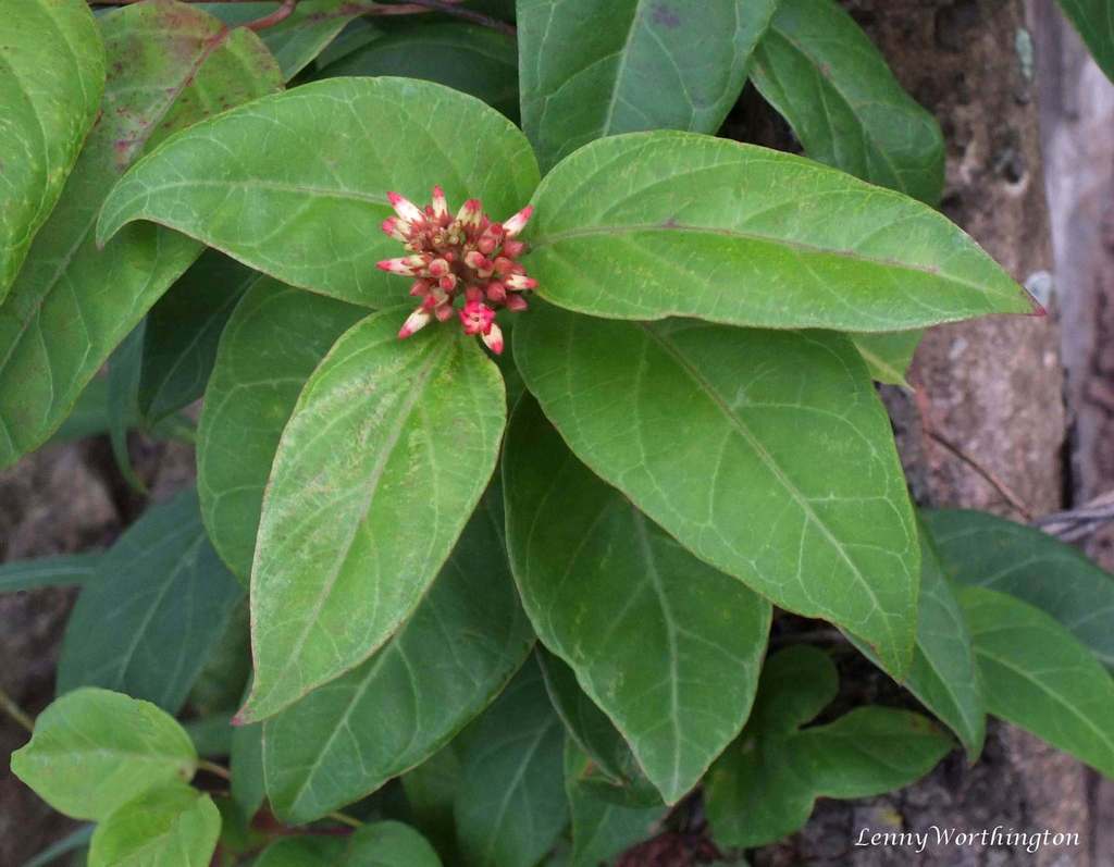 Urceola polymorpha