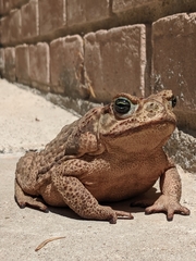 Rhinella horribilis