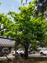 Atrapsalta corticina