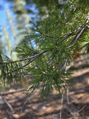 iNaturalist observation 2025-06-16