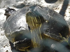 Trachemys decussata