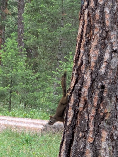 iNaturalist observation 2025-06-16