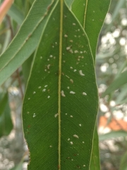 Eucalyptolyma maideni