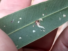 Eucalyptolyma maideni