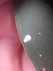 Eucalyptolyma maideni