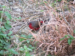 Lagonosticta rubricata