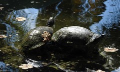 Trachemys decussata