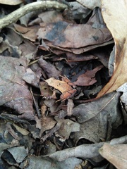 Microhyla palmipes