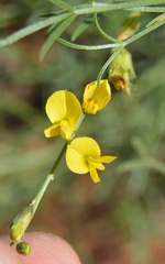 Calobota halenbergensis