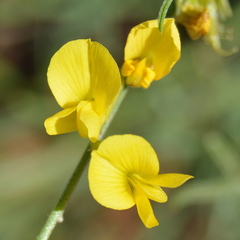 Calobota halenbergensis