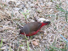 Lagonosticta rubricata