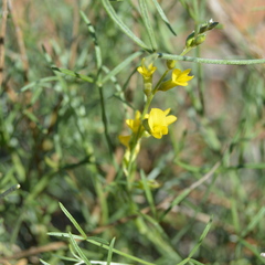 Calobota halenbergensis